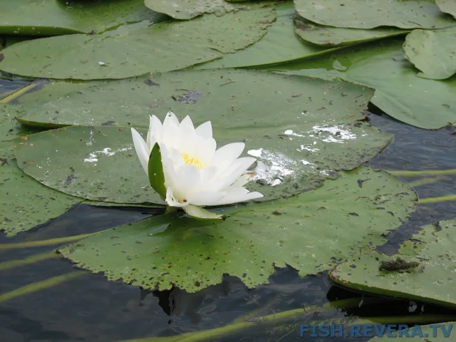 Грибовка — Кизомыс, 2008 · фото 136