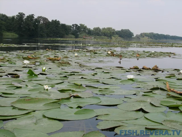 Грибовка — Кизомыс, 2008 · фото 140