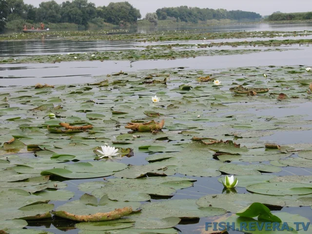 Грибовка — Кизомыс, 2008 · фото 137