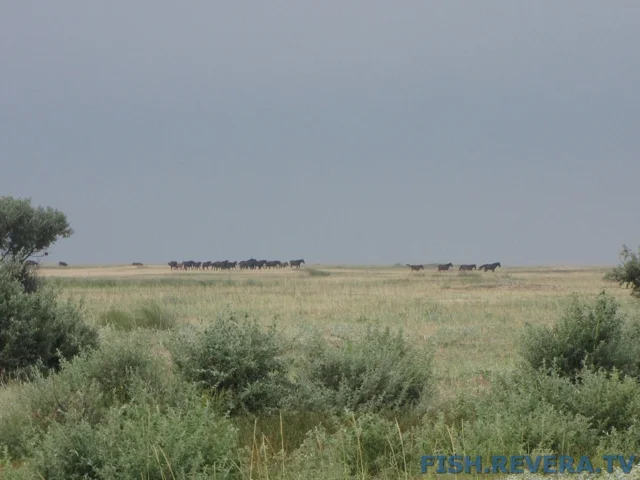 Рыбаковка — Крым, 2010 · фото 86
