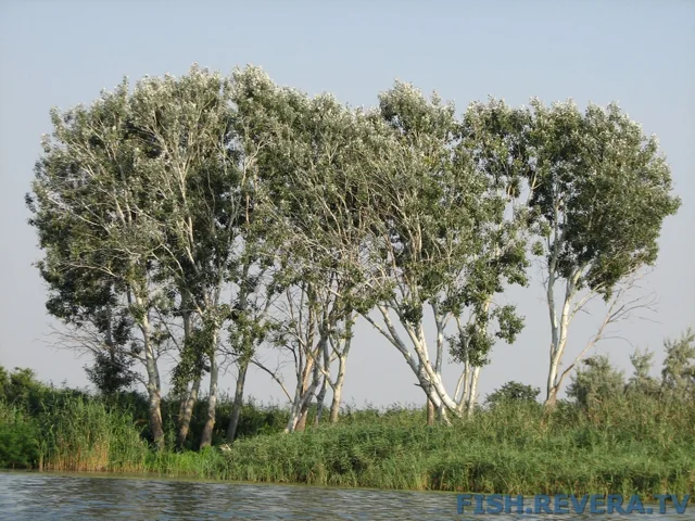 Грибовка — Кизомыс, 2008 · фото 103