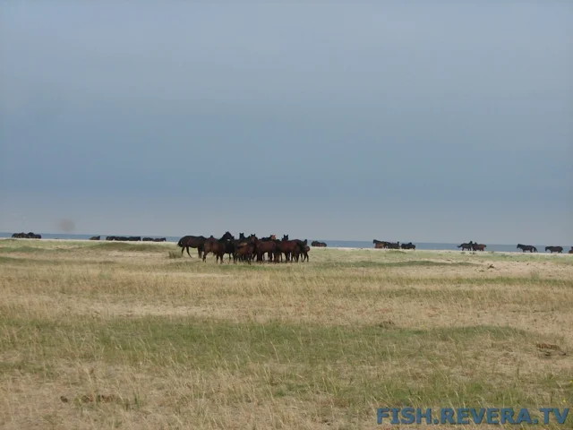 Рыбаковка — Крым, 2010 · фото 108