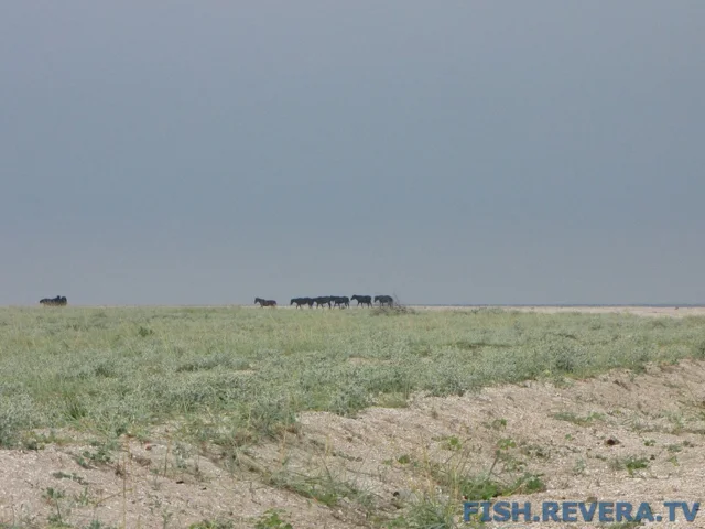 Рыбаковка — Крым, 2010 · фото 84