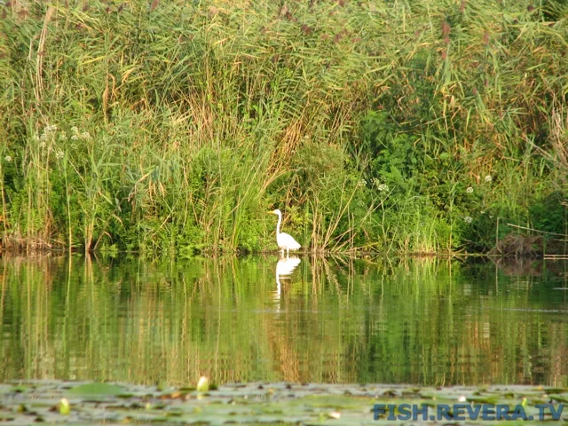 Грибовка — Кизомыс, 2008 · фото 130