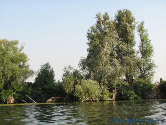 Грибовка — Кизомыс, 2008 · фото 102
