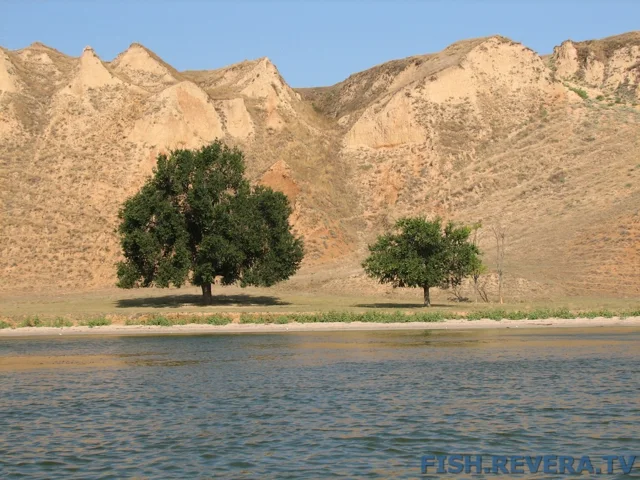 Грибовка — Кизомыс, 2008 · фото 166