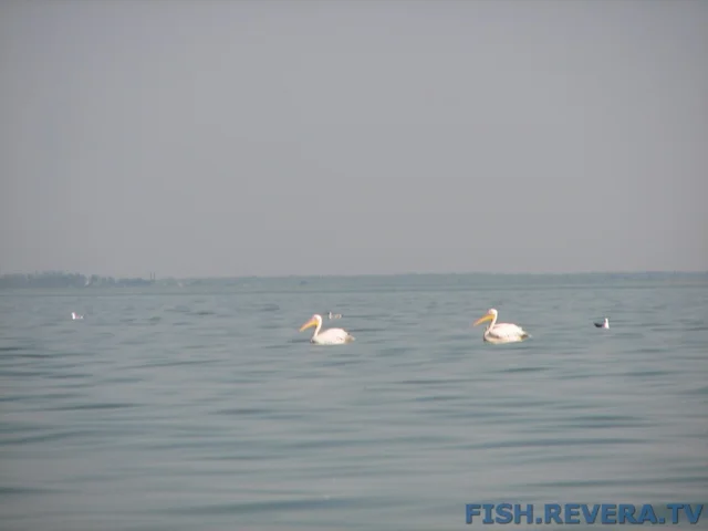 Грибовка — Кизомыс, 2008 · фото 89