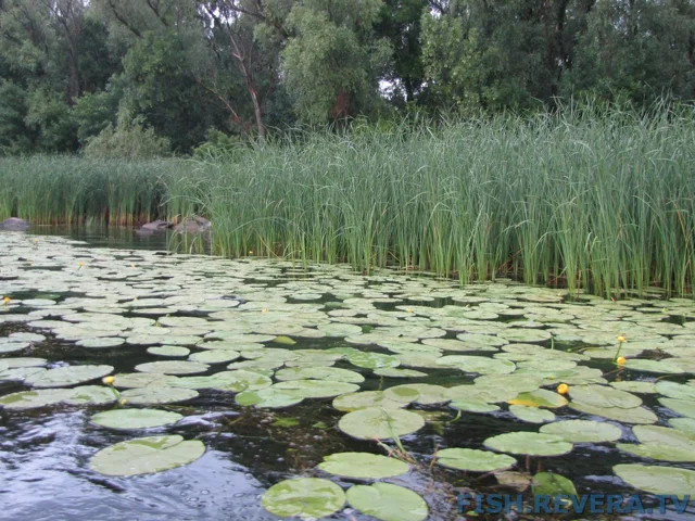 Рыбаковка — Новая Каховка, 2011 · фото 140
