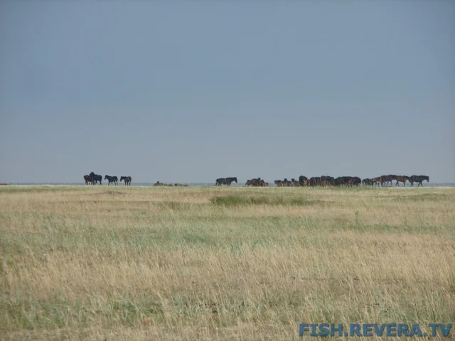 Рыбаковка — Крым, 2010 · фото 106