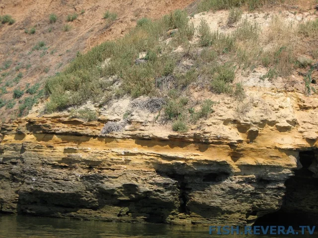 Грибовка — Кизомыс, 2008 · фото 75